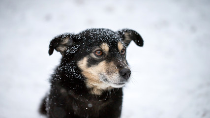 Smart look good dog. Black dog and white snow
