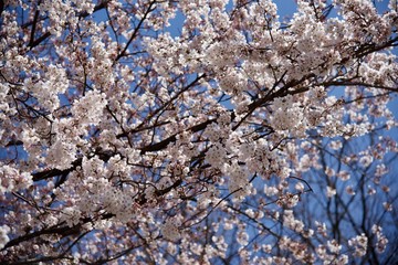 봄 바람에 벚꽃이 휘날리다.