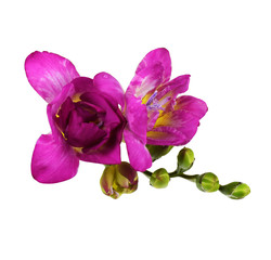Obraz na płótnie Canvas Pink and yellow freesia flower and buds