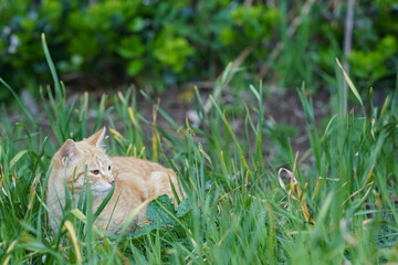 子猫