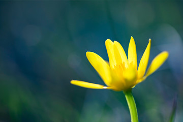 Lesser celandine, a beautiful yellow flower in early spring
