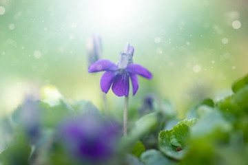 Violet flower close-up.