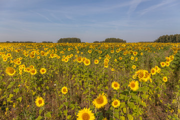 Sunrise over the field of sunflowers against a cloudy sky. Beautiful summer landscape. selective focus