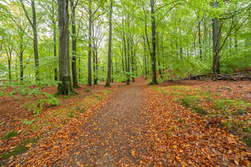 beautiful green beech forest in southern Sweden. With lush green trees and the forest floor filled with orange and red colored leaves