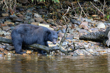 Neets Bay, Alaska / USA - August 18, 2019: Alaska black bear, Neets Bay, Alaska, USA