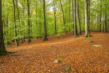 beautiful green beech forest in southern Sweden. With lush green trees and the forest floor filled with orange and red colored leaves