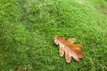 yellow leaves on green moss, selective focus