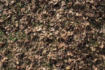 Texture of dried up and dead leaves on the ground with green plants in between