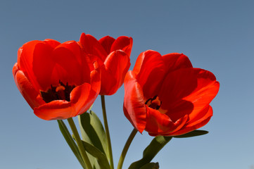 His Majesty the Tulip in all its glory, on a clear spring day.