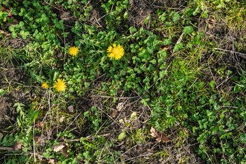 Texture of weeds and yellow flowers