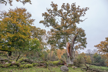 Old Autumn park, Autumn, Fall scene. Beautiful Autumnal park. Beauty nature scene. Autumn landscape, Trees and Leaves