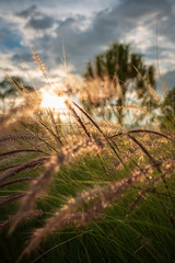 Beautiful golden grasses background blue sky clouds green garden sunrise 
sunset sun shine silhouette light idea travelling backpacker guiding 
backpacking camping campfire hiking relaxing resting
