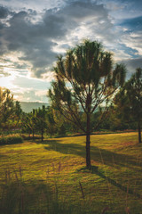 Beautiful golden grasses background blue sky clouds green garden sunrise 
sunset sun shine silhouette light idea travelling backpacker guiding 
backpacking camping campfire hiking relaxing resting
