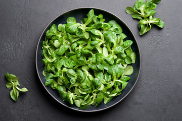 Corn salad leaves or lamb's lettuce in bowl on black background. Valerianella locusta Fresh green...