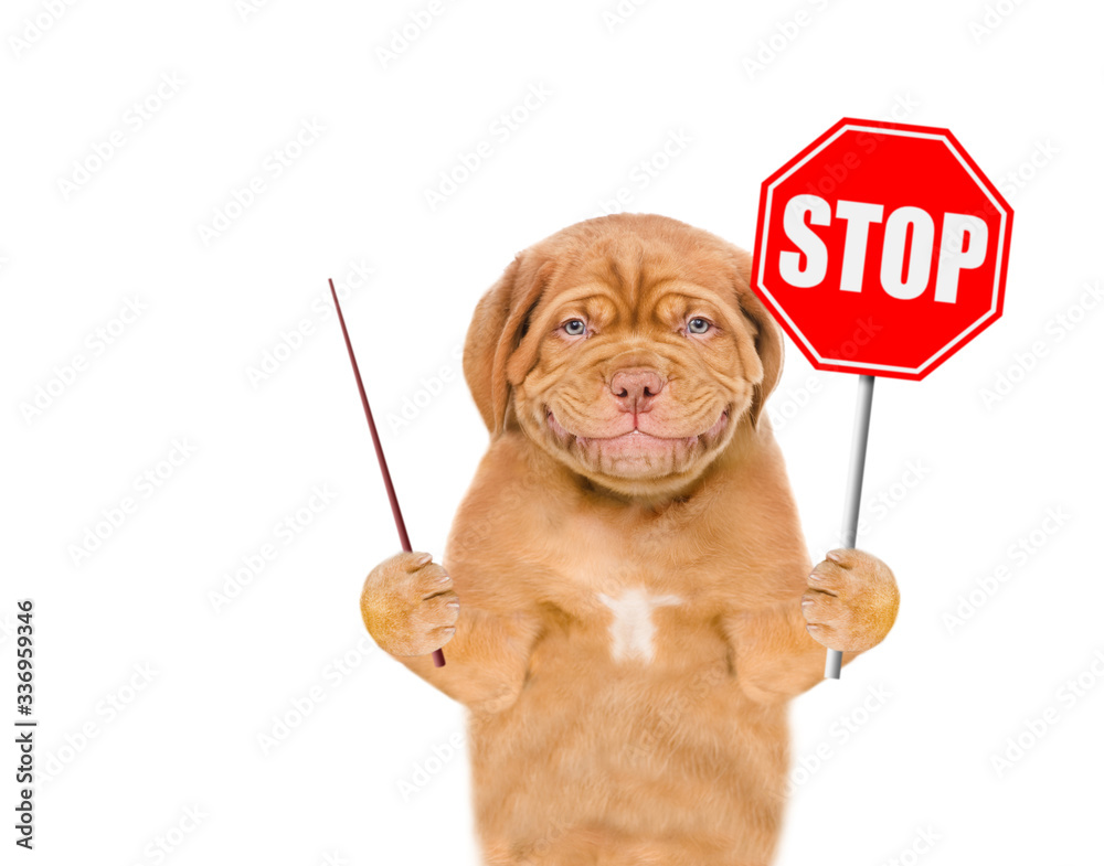 Poster Smilingpuppy holds stop sign and points away on empty space. Isolated on white background