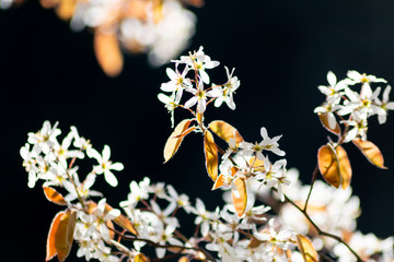 Bezaubernde weiße Blüten im Frühling leuchten in der Abendsonne und locken Insekten wie Bienen und Hummeln an vor schönem unscharfen Hintergrund an einem Frühlingstag
