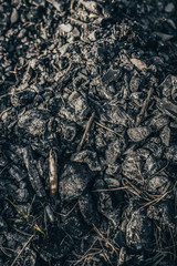 Black coals after a forest fire - take care of the forest - careless handling of fire - negligence