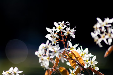 Bezaubernde weiße Blüten im Frühling leuchten in der Abendsonne und locken Insekten wie Bienen...