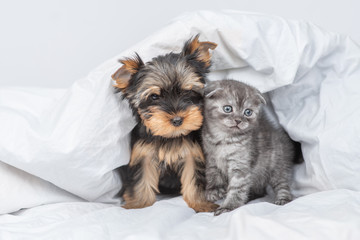 Portrait of a kitten and york terrier puppy sitting together under warm blanket