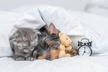 Kitten and yorkshire terrier puppy sleep together under warm blanket with alarm clock. Puppy hugs toy bear