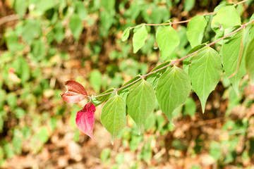 Different color leaves on the tree on its branch in the field on the summer season on small plant and having small petals and green leaves
