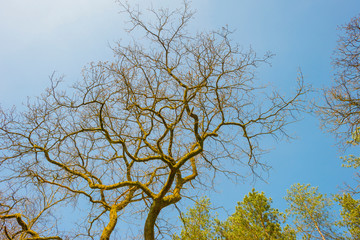 Trees in a forest below a blue sky in sunlight in spring