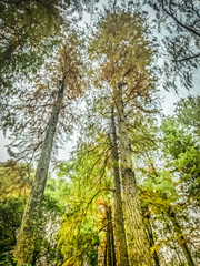 Looking up at the beautiful fall autumn colors .Beautiful Forest. Autumn Trees Desktop Backgrounds