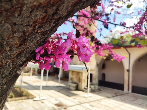 pink cherry blossom