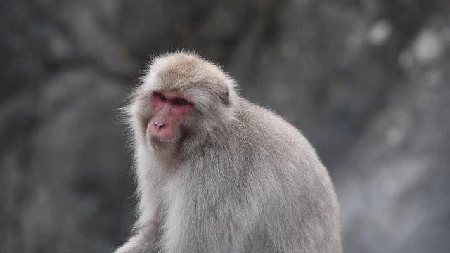 Macaca fuscata, snow monkey, cappone Nagano