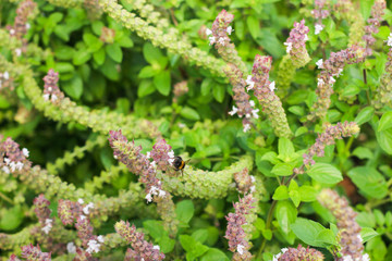Small blossom spring pink peach flowers bloom on its branch in the field on the summer season on small plant and having small petals and green leaves