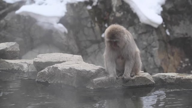 Macaca fuscata, snow monkey, cappone Nagano