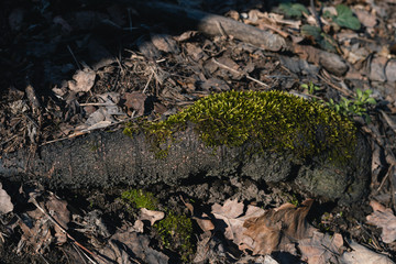 nature