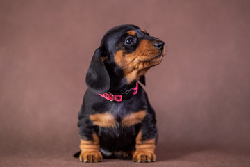 Portrait of a dachshund puppy in studio