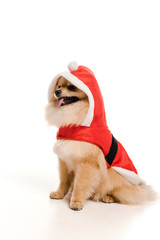adorable pomeranian spitz dog in santa costume at christmastime on white