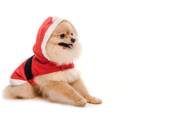 funny pomeranian spitz dog in santa costume at christmastime on white