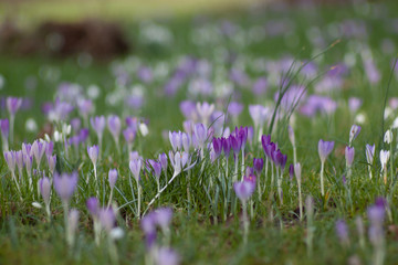purple crocus flowers in spring