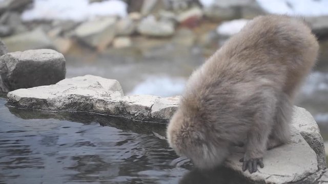 Macaca fuscata, snow monkey, cappone Nagano