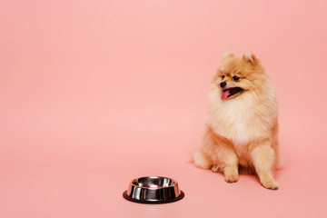 pomeranian spitz dog sitting near empty bowl on pink