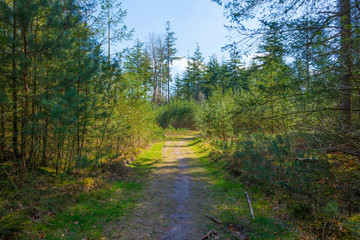 Trees in a forest below a blue sky in sunlight in spring