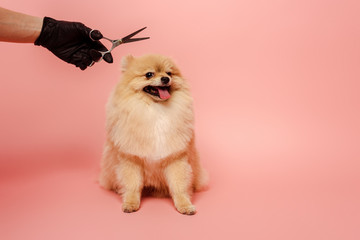 cropped view of professional groomer in latex glove with scissors making hairstyle to pomeranian...