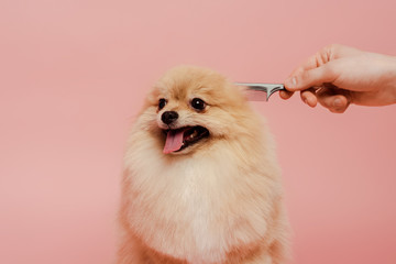 cropped view of groomer with comb making hairstyle to pomeranian spitz dog isolated on pink