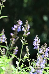 Beautiful nature, outdoor plant, background