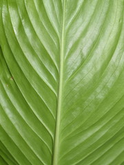 Closeup on a green leaf plant veins photosynthesis