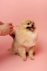 cropped view of man holding syringe for microchipping cute pomeranian spitz dog on pink