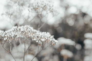 Grass on the field. Selective focus. Shallow depth of field. Black and white image.