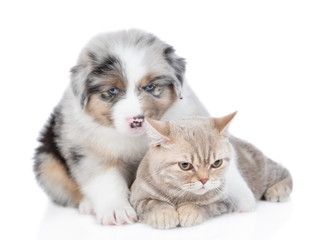 Australian shepherd puppy hugs british cat and looks at camera. isolated on white background