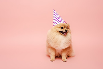 Fototapeta na wymiar pomeranian spitz dog sitting in party cone for birthday on pink