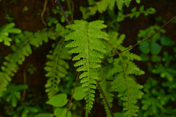 beautiful green leaf in the woods that makes our mind happy