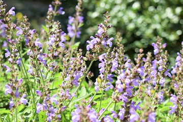 Beautiful nature, outdoor plant, background