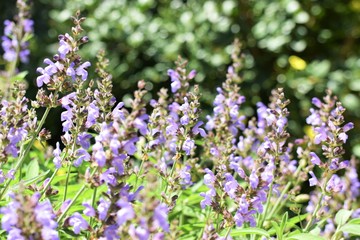 Obraz premium Beautiful nature, outdoor plant, background